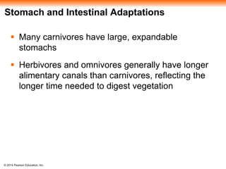 © 2014 Pearson Education, Inc.
Stomach and Intestinal Adaptations
 Many carnivores have large, expandable
stomachs
 Herbivores and omnivores generally have longer
alimentary canals than carnivores, reflecting the
longer time needed to digest vegetation
 