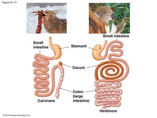© 2014 Pearson Education, Inc.
Figure 41.17
Small
intestine
Carnivore
Stomach
Cecum
Colon
(large
intestine)
Small intestine
Herbivore
 