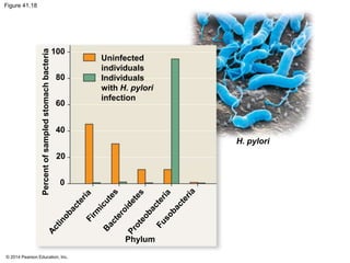 © 2014 Pearson Education, Inc.
Figure 41.18
Uninfected
individuals
Individuals
with H. pylori
infection
H. pylori
Percentofsampledstomachbacteria
Phylum
100
80
60
40
20
0
 