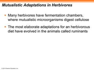 © 2014 Pearson Education, Inc.
Mutualistic Adaptations in Herbivores
 Many herbivores have fermentation chambers,
where mutualistic microorganisms digest cellulose
 The most elaborate adaptations for an herbivorous
diet have evolved in the animals called ruminants
 
