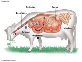 © 2014 Pearson Education, Inc.
Figure 41.19
Reticulum
Esophagus
Rumen
Omasum
Abomasum
Intestine
4
3
2
1
 