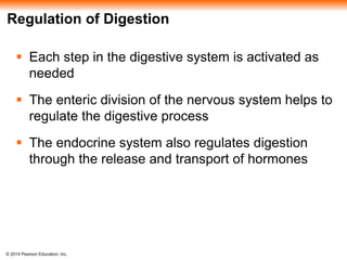 © 2014 Pearson Education, Inc.
Regulation of Digestion
 Each step in the digestive system is activated as
needed
 The enteric division of the nervous system helps to
regulate the digestive process
 The endocrine system also regulates digestion
through the release and transport of hormones
 