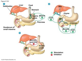© 2014 Pearson Education, Inc.
Figure 41.20
Gallbladder
1 2
3
Liver Food
Stomach
Gastric
juices
Gastrin
Pancreas
Duodenum of
small intestine
Bile
CCK
Chyme
HCO3
, enzymes
Secretin
CCK
Secretin
and CCK
Gastric
juices
Stimulation
Inhibition
 