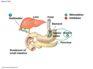 © 2014 Pearson Education, Inc.
Figure 41.20a
Gallbladder
Liver Food
Stomach
Gastric
juices
Gastrin
Pancreas
Duodenum of
small intestine
Stimulation
Inhibition
1
 