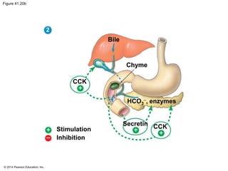© 2014 Pearson Education, Inc.
Figure 41.20b
Stimulation
Inhibition
2
Bile
CCK
Chyme
HCO3
, enzymes
Secretin CCK
 