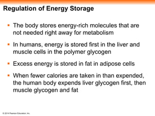 © 2014 Pearson Education, Inc.
Regulation of Energy Storage
 The body stores energy-rich molecules that are
not needed right away for metabolism
 In humans, energy is stored first in the liver and
muscle cells in the polymer glycogen
 Excess energy is stored in fat in adipose cells
 When fewer calories are taken in than expended,
the human body expends liver glycogen first, then
muscle glycogen and fat
 