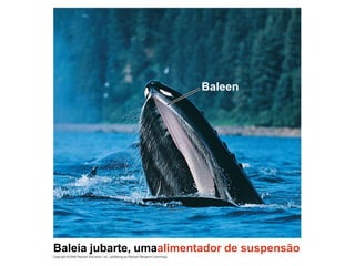 Baleia jubarte, umaalimentador de suspensão
Baleen
 