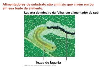 Alimentadores de substrato são animais que vivem em ou
em sua fonte de alimento.
Lagarta do mineiro da folha, um alimentador de subs
fezes de lagarta
 