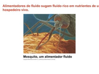 Alimentadores de fluido sugam fluido rico em nutrientes de um
hospedeiro vivo.
Mosquito, um alimentador fluido
 