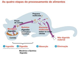 As quatro etapas do processamento de alimentos
Ingestão Digestão
Mecânica e Química
Digestão
Absorção Eliminação
Não digerido
material
Químico
digestão
(enzimático
hidrólise)
Nutriente
moléculas
entrar no corpo
células
Pequeno
moléculas
Mecânico
digestão
Comida
Peças
de comida
1 2 3 4
 