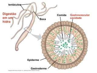 Digestão
em um
hidra
Gastrovascular
cavidade
Comida
Epiderme
Boca
tentáculos
Gastroderme
 