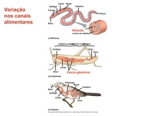 Variação
nos canais
alimentares
Esôfago
Boca
Faringe
Cortar Moela
tiflosole
Intestino
Lúmen do intestino
Ânus
(b) Gafanhoto
intestino anterior
(c) Pássaro
(a) Minhoca
intestino médio
hindgut
Esôfago Reto
Ânus
Boca
Cortar
Cecos gástricos
Esôfago
Boca
Cortar
Ânus
Estômago
Moela
Intestino
 