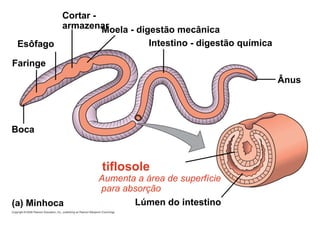 Esôfago
Boca
Faringe
Cortar -
armazenar
Moela - digestão mecânica
tiflosole
Aumenta a área de superfície
para absorção
Intestino - digestão química
Lúmen do intestino
Ânus
(a) Minhoca
 