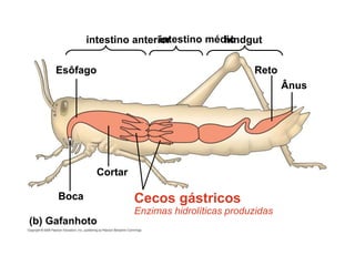 (b) Gafanhoto
intestino anterior
Boca
Cortar
Cecos gástricos
Enzimas hidrolíticas produzidas
Esôfago Reto
Ânus
intestino médio
hindgut
 