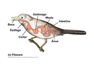 (c) Pássaro
Estômago
Moela
Intestino
Esôfago
Ânus
Cortar
Boca
 