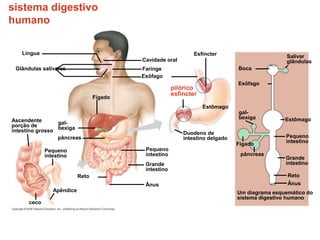 sistema digestivo
humano
ceco
Ânus Ânus
Ascendente
porção de
intestino grosso
gal-
bexiga
Pequeno
intestino
Grande
intestino
Pequeno
intestino
Reto
pâncreas
Fígado
Glândulas salivares
Língua
Cavidade oral
Faringe
Esôfago
Esfíncter
Estômago
pilórico
esfíncter
Duodeno de
intestino delgado
Apêndice
Fígado
pâncreas
Pequeno
intestino
Grande
intestino
Reto
Estômago
gal-
bexiga
Um diagrama esquemático do
sistema digestivo humano
Esôfago
Salivar
glândulas
Boca
 