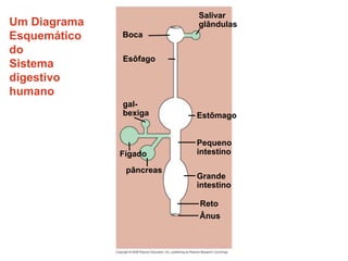 Um Diagrama
Esquemático
do
Sistema
digestivo
humano
Ânus
Fígado
pâncreas
Pequeno
intestino
Grande
intestino
Reto
Estômago
gal-
bexiga
Esôfago
Salivar
glândulas
Boca
 