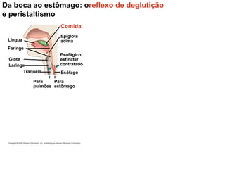 Da boca ao estômago: oreflexo de deglutição
e peristaltismo
Laringe
Traquéia
Epiglote
acima
Faringe
Língua
Glote
Esôfago
Esofágico
esfíncter
contratado
Comida
Para
estômago
Para
pulmões
 