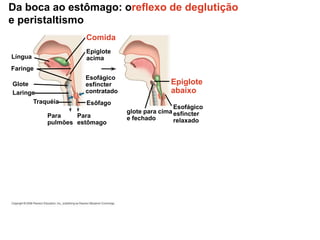 Da boca ao estômago: oreflexo de deglutição
e peristaltismo
Laringe
Traquéia
Epiglote
acima
Faringe
Língua
Glote
Esôfago
Esofágico
esfíncter
contratado
Comida
Para
estômago
Para
pulmões
Epiglote
abaixo
Esofágico
esfíncter
relaxado
glote para cima
e fechado
 