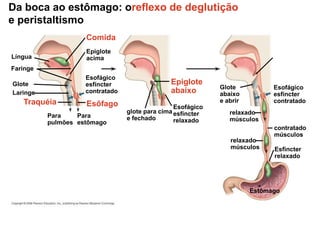 Da boca ao estômago: oreflexo de deglutição
e peristaltismo
Laringe
Traquéia
Epiglote
acima
Faringe
Língua
Glote
Esôfago
Esofágico
esfíncter
contratado
Comida
Para
estômago
Para
pulmões
Epiglote
abaixo
Esofágico
esfíncter
relaxado
glote para cima
e fechado
Esofágico
esfíncter
contratado
Esfíncter
relaxado
relaxado
músculos
contratado
músculos
relaxado
músculos
Estômago
Glote
abaixo
e abrir
 