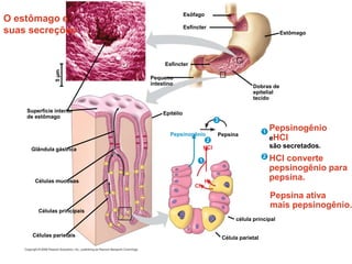 O estômago e
suas secreções
Superfície interior
de estômago
Esôfago
Células principais
Pequeno
intestino
Epitélio
Estômago
Esfíncter
Célula parietal
Pepsinogênio
eHCl
são secretados.
HCl converte
pepsinogênio para
pepsina.
Pepsina ativa
mais pepsinogênio.
célula principal
Dobras de
epitelial
tecido
Pepsina
Esfíncter
Pepsinogênio
HCl
H+
Cl–
Células parietais
Células mucosas
Glândula gástrica
1
2
2
3.
3
3
1
5
µm
 