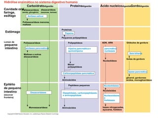 Hidrólise enzimática no sistema digestivo humano
Cavidade oral,
faringe,
esôfago
Estômago
Lúmen de
pequeno
intestino
Epitélio
de pequeno
intestino
(escovar
fronteira)
Carboidratodigestão
Polissacarídeos
Polissacarídeos menores,
maltose
Polissacarídeos
Maltose e outros
dissacarídeos
dissacarídeos
Proteínadigestão Ácido nucleicodigestãoGordodigestão
Proteínas
Pequenos polipeptídeos
Pepsina
amilases pancreáticas
Amilase salivar
Dissacaridases
Monossacarídeos
Peptídeos pequenos
Aminoácidos
Aminoácidos
Polipeptídeos
Menor
polipeptídeos
tripsina pancreática e
quimotripsina
Carboxipeptidase pancreática
Dipeptidases, carboxipeptidases,
e aminopeptidase
ADN, ARN
pancreático
nucleases
Glóbulos de gordura
Nucleotídeos
Gotas de gordura
Nucleósidos
bases nitrogenadas,
açúcares, fosfatos
Nucleotidases
Nucleosidases
e
fosfatases
glicerol, gorduroso
ácidos, monoglicerídeos
Sais biliares
lipase pancreática
(amido, glicogênio) (sacarose, lactose)
 