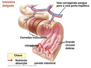 Intestino
delgado
Camadas musculares
Veia carregando sangue
para a veia porta hepática
vilosidades
parede intestinal
Chave
Nutriente
absorção
Grande
circular
dobras
 