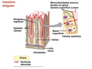 Intestino
delgado
Microvilosidades (escova
borda) no apical
(lúmen) superfície
Chave
Nutriente
absorção
Sangue
capilares
Epitelial
células
vilosidades
Linfa
navio
Basal
superfície
láctea
Células epiteliais
Lúmen
 