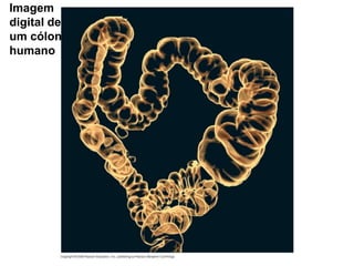Imagem
digital de
um cólon
humano
 