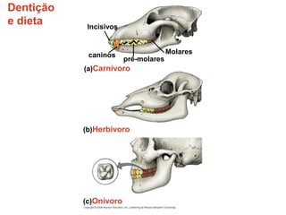Dentição
e dieta Incisivos
(c)Onívoro
Molares
(b)Herbívoro
(a)Carnívoro
caninos
pré-molares
 