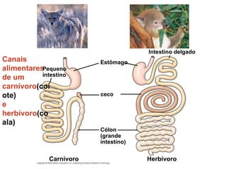 Canais
alimentares
de um
carnívoro(coi
ote)
e
herbívoro(co
ala)
ceco
Intestino delgado
Herbívoro
Carnívoro
Cólon
(grande
intestino)
Estômago
Pequeno
intestino
 