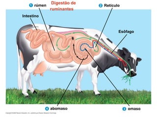 Digestão de
ruminantes
Esôfago
omaso
abomaso
Intestino
rúmen Retículo
1 2
4 3
 