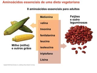 Aminoácidos essenciais de uma dieta vegetariana
Feijões
e outro
leguminosas
Milho (milho)
e outros grãos
Lisina
8 aminoácidos essenciais para adultos
triptofano
isoleucina
leucina
fenilalanina
treonina
valina
Metionina
 
