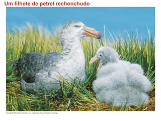 Um filhote de petrel rechonchudo
 