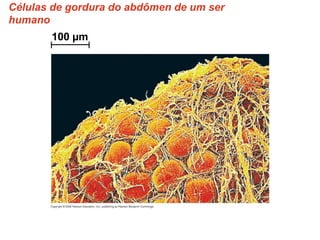 Células de gordura do abdômen de um ser
humano
100 µm
 
