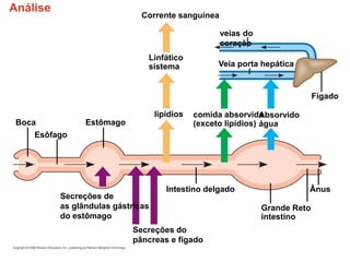 Análise
Corrente sanguínea
veias do
coração
Linfático
sistema
Intestino delgado
Esôfago
Estômago
lipídios
Boca
Veia porta hepática
comida absorvida
(exceto lipídios)
Absorvido
água
Secreções de
as glândulas gástricas
do estômago
Secreções do
pâncreas e fígado
Fígado
Reto
Ânus
Grande
intestino
 