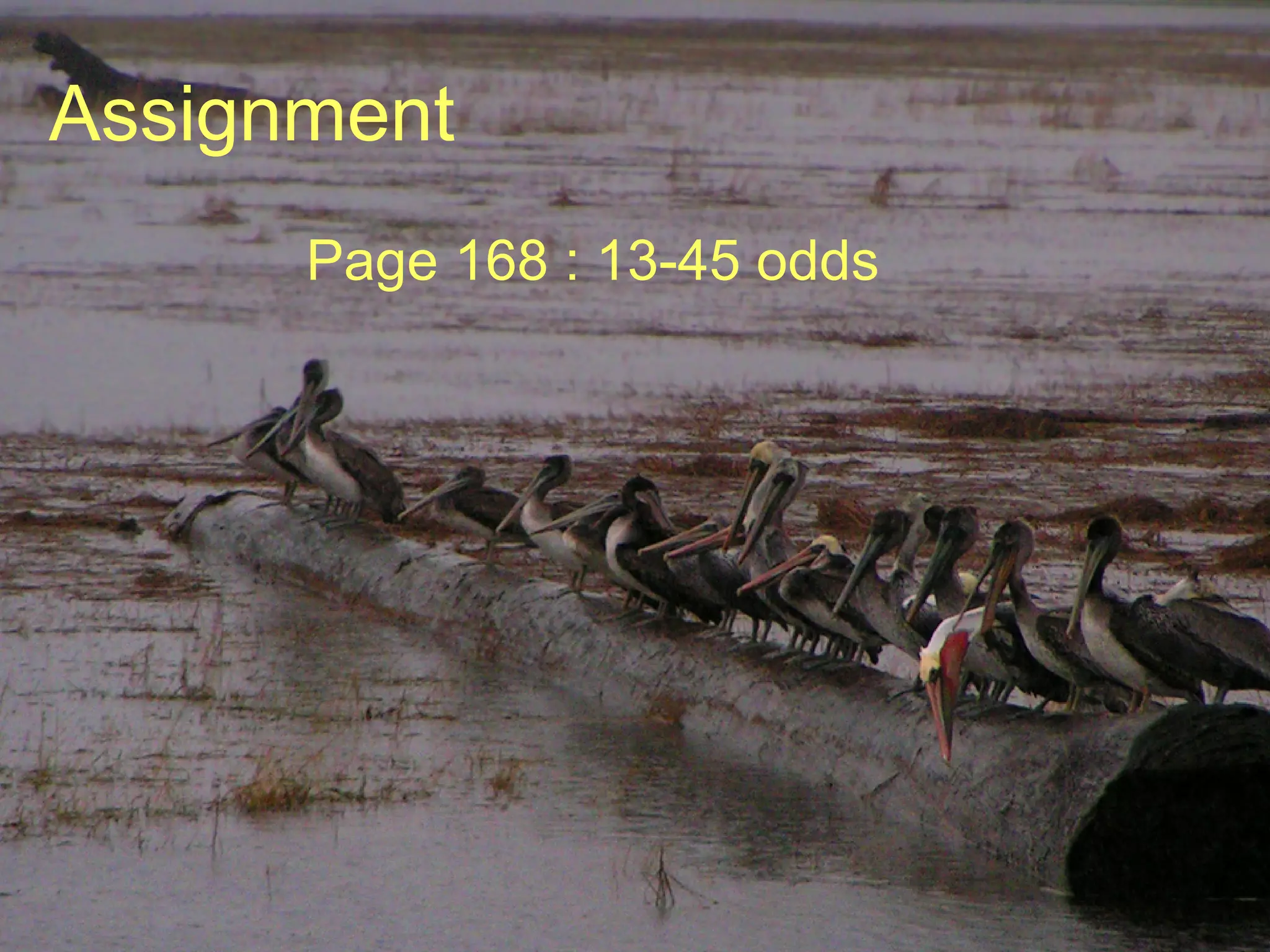 Assignment Page 168 : 13-45 odds