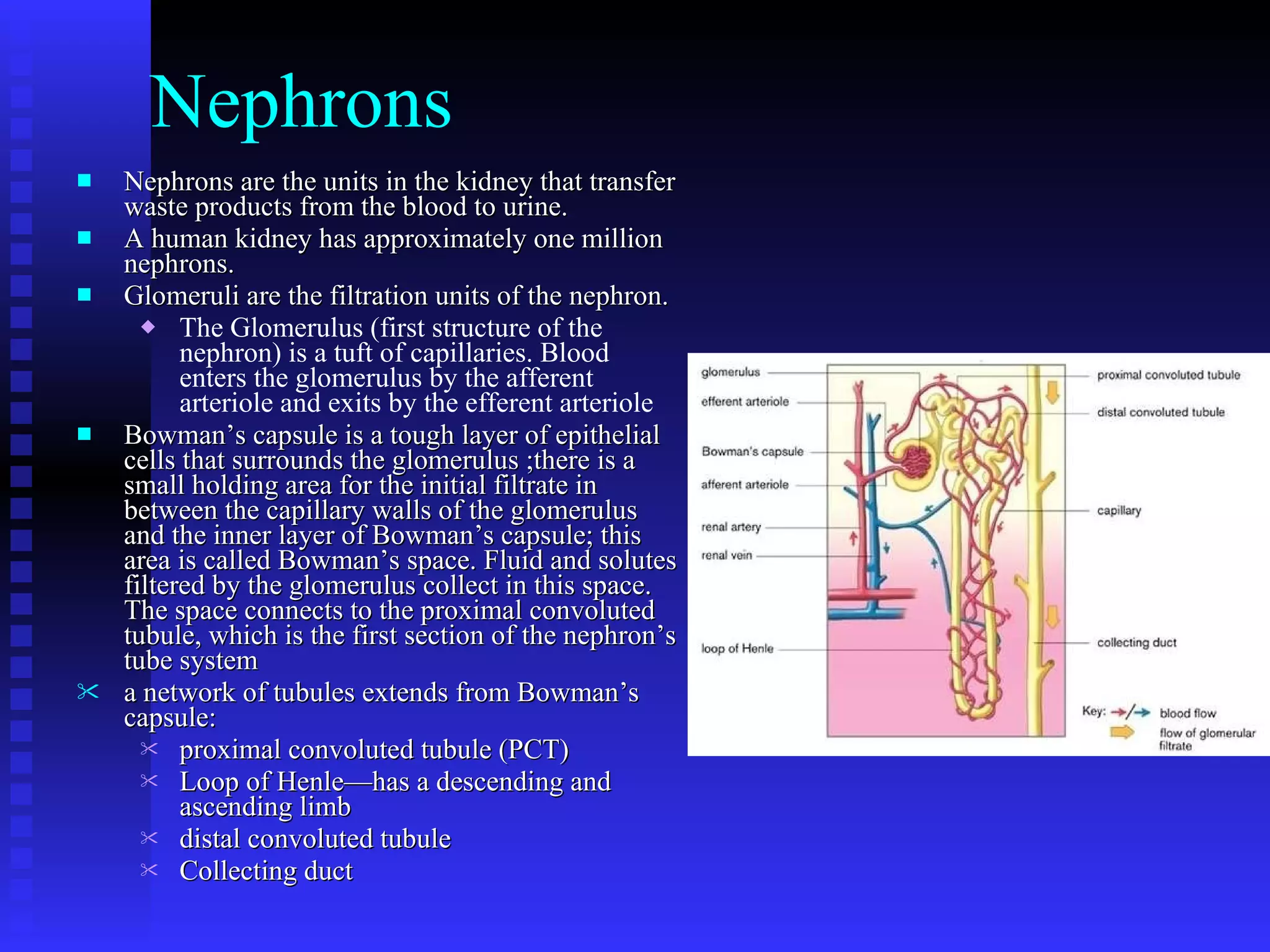 Nephrons Nephrons are the units in the kidney that transfer waste products from the blood to urine. A human kidney has approximately one million nephrons. Glomeruli are the filtration units of the nephron.  The Glomerulus (first structure of the nephron) is a tuft of capillaries. Blood enters the glomerulus by the afferent arteriole and exits by the efferent arteriole   Bowman’s capsule is a tough layer of epithelial cells that surrounds the glomerulus ;there is a small holding area for the initial filtrate in between the capillary walls of the glomerulus and the inner layer of Bowman’s capsule; this area is called Bowman’s space. Fluid and solutes filtered by the glomerulus collect in this space. The space connects to the proximal convoluted tubule, which is the first section of the nephron’s tube system  a network of tubules extends from Bowman’s capsule:  proximal convoluted tubule (PCT) Loop of Henle—has a descending and ascending limb  distal convoluted tubule Collecting duct 