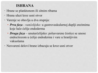 ISHRANA
• Hrane se planktonom ili sitnim ribama
• Hrana ulazi kroz usni otvor
• Varenje se obavlja u dva stupnja:
• Prva faza - vanćelijsko: u gastrovaskularnoj duplji enzimima
koje luče ćelije endoderma
• Druga faza – unutarćelijsko: polusvarene čestice se unose
endocitozom u ćelije endoderma i vare u hranljivim
vakuolama
• Nesvareni delovi hrane izbacuju se kroz usni otvor
 