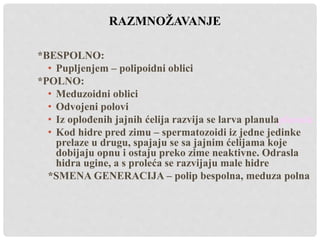 RAZMNOŽAVANJE
*BESPOLNO:
• Pupljenjem – polipoidni oblici
*POLNO:
• Meduzoidni oblici
• Odvojeni polovi
• Iz oplođenih jajnih ćelija razvija se larva planulaplanula
• Kod hidre pred zimu – spermatozoidi iz jedne jedinke
prelaze u drugu, spajaju se sa jajnim ćelijama koje
dobijaju opnu i ostaju preko zime neaktivne. Odrasla
hidra ugine, a s proleća se razvijaju male hidre
*SMENA GENERACIJA – polip bespolna, meduza polna
 