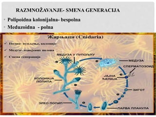 RAZMNOŽAVANJE- SMENA GENERACIJA
• Polipoidna kolonijalna- bespolna
• Meduzoidna - polna
 