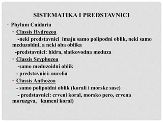 SISTEMATIKA I PREDSTAVNICI
• Phylum Cnidaria
• Classis Hydrozoa
-neki predstavnici imaju samo polipodni oblik, neki samo
meduzoidni, a neki oba oblika
-predstavnici: hidra, slatkovodna meduza
• Classis Scyphozoa
-samo meduzoidni oblik
- predstavnici: aurelia
• Classis Anthozoa
- samo polipoidni oblik (korali i morske sase)
- predstavnici: crveni koral, morsko pero, crvena
moruzgva, kameni koral)
 