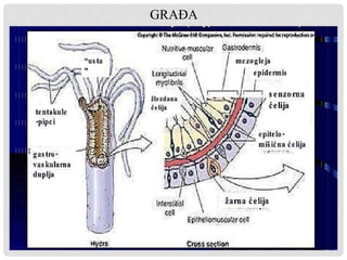 GRAĐA
 
