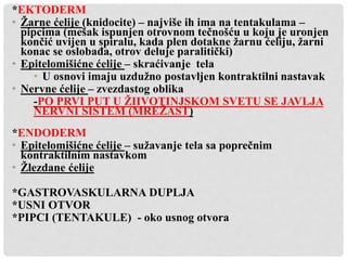 *EKTODERM
• Žarne ćelije (knidocite) – najviše ih ima na tentakulama –
pipcima (mešak ispunjen otrovnom tečnošću u koju je uronjen
končić uvijen u spiralu, kada plen dotakne žarnu ćeliju, žarni
konac se oslobađa, otrov deluje paralitički)
• Epitelomišićne ćelije – skraćivanje tela
• U osnovi imaju uzdužno postavljen kontraktilni nastavak
• Nervne ćelije – zvezdastog oblika
-PO PRVI PUT U ŽIIVOTINJSKOM SVETU SE JAVLJA
NERVNI SISTEM (MREŽAST)
*ENDODERM
• Epitelomišićne ćelije – sužavanje tela sa poprečnim
kontraktilnim nastavkom
• Žlezdane ćelije
*GASTROVASKULARNA DUPLJA
*USNI OTVOR
*PIPCI (TENTAKULE) - oko usnog otvora
 