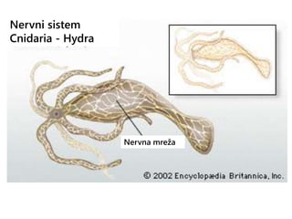 Nervni sistem
Cnidaria - Hydra
Nervna mreža
 