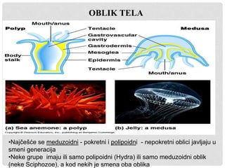 OBLIK TELA
•Najčešće se meduzoidni - pokretni i polipoidni - nepokretni oblici javljaju u
smeni generacija
•Neke grupe imaju ili samo polipoidni (Hydra) ili samo meduzoidni oblik
(neke Sciphozoe), a kod nekih je smena oba oblika
 
