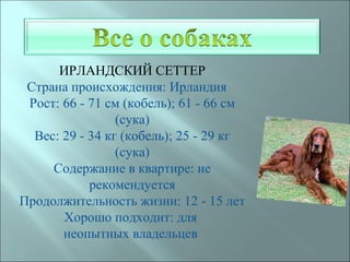 ИРЛАНДСКИЙ СЕТТЕР
 Страна происхождения: Ирландия
 Рост: 66 - 71 см (кобель); 61 - 66 см
                 (сука)
  Вес: 29 - 34 кг (кобель); 25 - 29 кг
                 (сука)
     Содержание в квартире: не
            рекомендуется
Продолжительность жизни: 12 - 15 лет
       Хорошо подходит: для
       неопытных владельцев
 