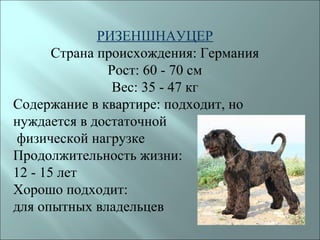 РИЗЕНШНАУЦЕР
       Страна происхождения: Германия
               Рост: 60 - 70 см
                Вес: 35 - 47 кг
Содержание в квартире: подходит, но
нуждается в достаточной
 физической нагрузке
Продолжительность жизни:
12 - 15 лет
Хорошо подходит:
для опытных владельцев
 
