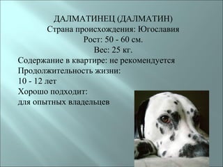 ДАЛМАТИНЕЦ (ДАЛМАТИН)
         Страна происхождения: Югославия
                  Рост: 50 - 60 см.
                    Вес: 25 кг.
Содержание в квартире: не рекомендуется
Продолжительность жизни:
10 - 12 лет
Хорошо подходит:
для опытных владельцев
 
