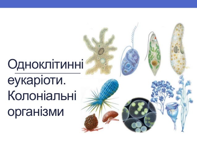 42 одноклітинні еукаріоти